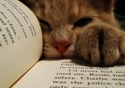 Картинки по запросу Коты против чтения